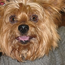 Ulka