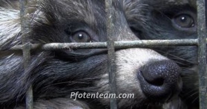 Petition der Tierpartei Schweiz für ein Importverbot für tierquälerisch hergestellte Pelzprodukte