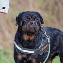 Blacky 2