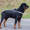 Blacky 2