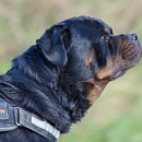 Blacky 2