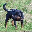 Blacky 2