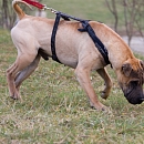Scooby 2