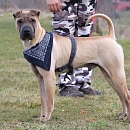 Scooby 2