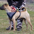 Scooby 2