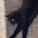 Allegra