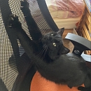Allegra