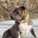 Pino
