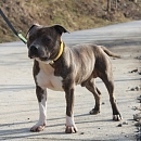 Pino
