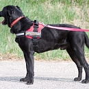 Blacky