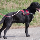 Blacky