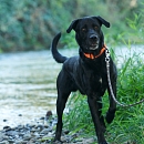 Blacky