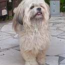 Jipsy
