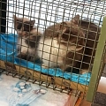 Zwei auf einen Streich/ Spenden für unsere Pflegekatzen gesucht!
