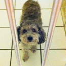 Molly