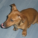 Welpe Diddi