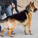 Esko