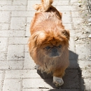 Tonny