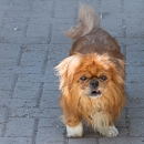 Tonny