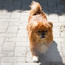 Tonny
