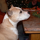 Tess