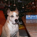 Tess