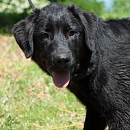 Onyx 2
