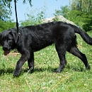 Onyx 2