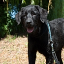 Onyx 2