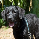 Onyx 2