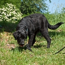 Onyx 2