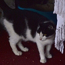 Pete