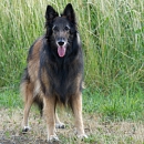 Kira