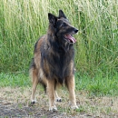 Kira