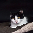 Pete