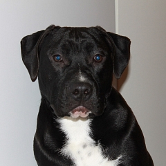 Rudi