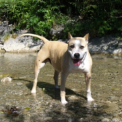 Tess