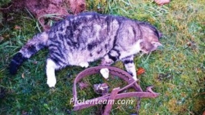 Grausame Fallenjagd in Deutschland >> Petition für mehr Tierschutz im Landesjagdgesetz Nordrhein-Westfalen