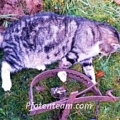Grausame Fallenjagd in Deutschland >> Petition für mehr Tierschutz im Landesjagdgesetz Nordrhein-Westfalen