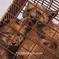 Grausame Fallenjagd in Deutschland >> Petition für mehr Tierschutz im Landesjagdgesetz Nordrhein-Westfalen