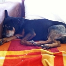 Obelix