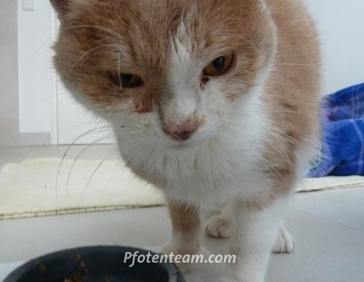 Alter kranker Kater ausgesetzt (?) in der Kälte