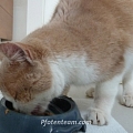 Alter kranker Kater ausgesetzt (?) in der Kälte