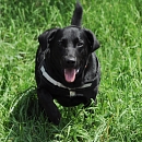 Chicco 2