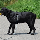 Chicco 2