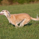 Indra