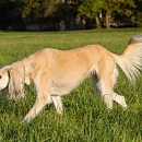 Indra