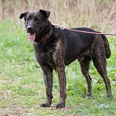 Cooper 2