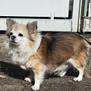 Stella