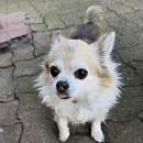 Stella